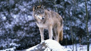 Un lobo gris (foto de archivo).
