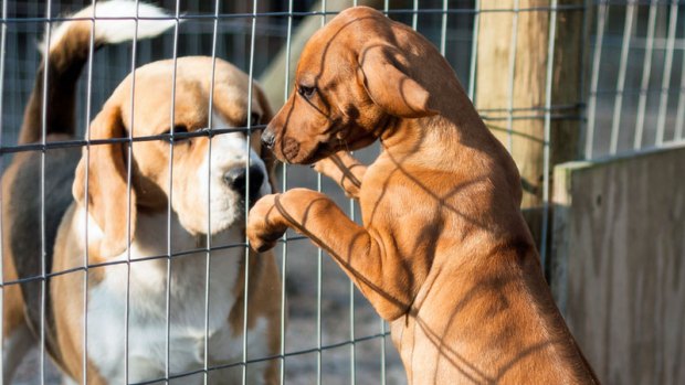 Mascotas en Aurora Animal Shelter buscan un hogar