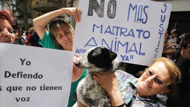 Video: Denuncian salvaje muerte de perro